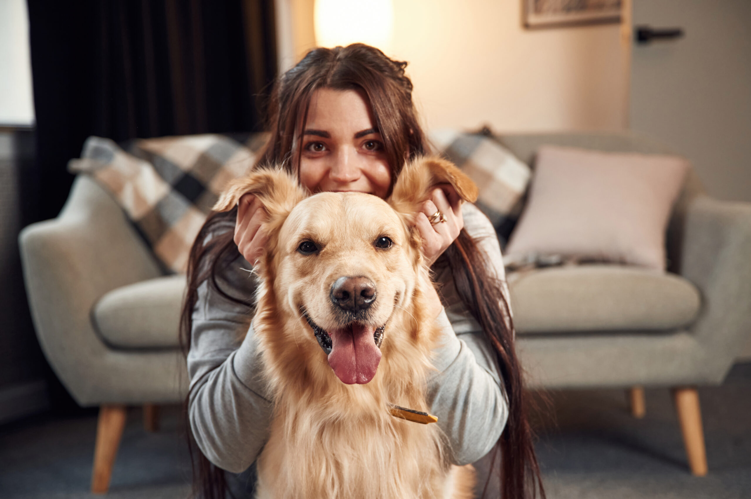 Playing with ears, front view, portrait. Woman is with golden retriever dog at home