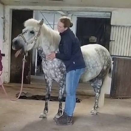 Mai Wölck, erfahrene Tierosteopathin, arbeitet einfühlsam an der Rehabilitation und Genesung eines Pferdes.